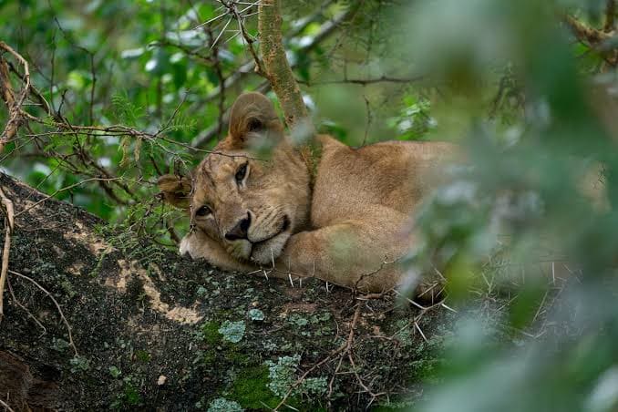 Lake Manyara National Park: Tree-Climbing Lions and Flamingos