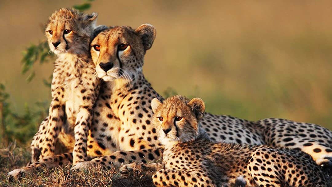 Meru National Park: Off-the-Beaten-Path Kenya Safari
