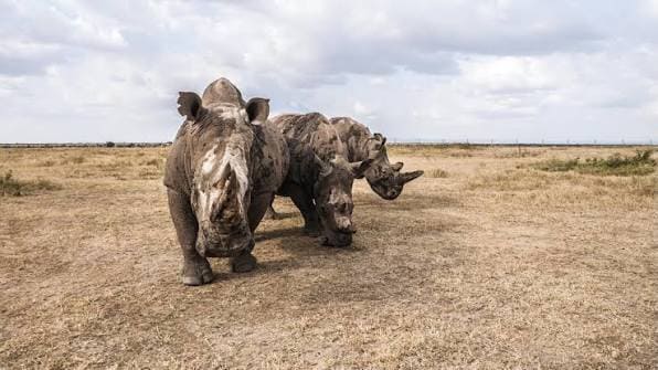 Ol Pejeta Conservancy Day Trip from Nairobi