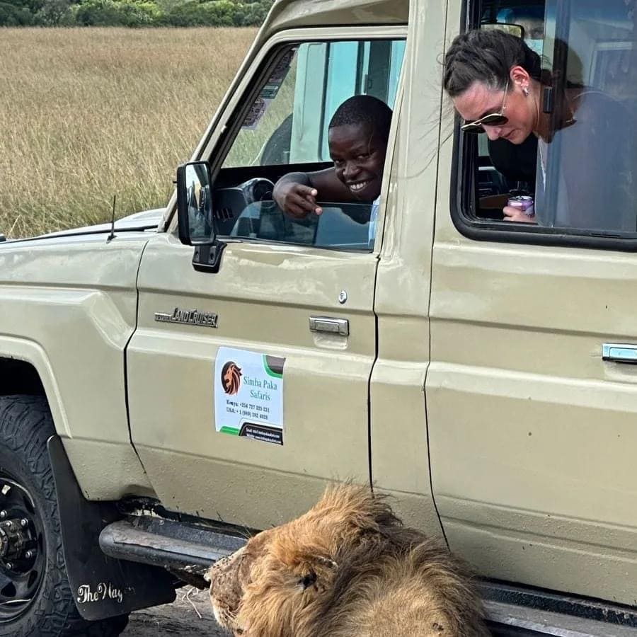 Lion pride with cubs walking the Maasai Mara plains at sunset