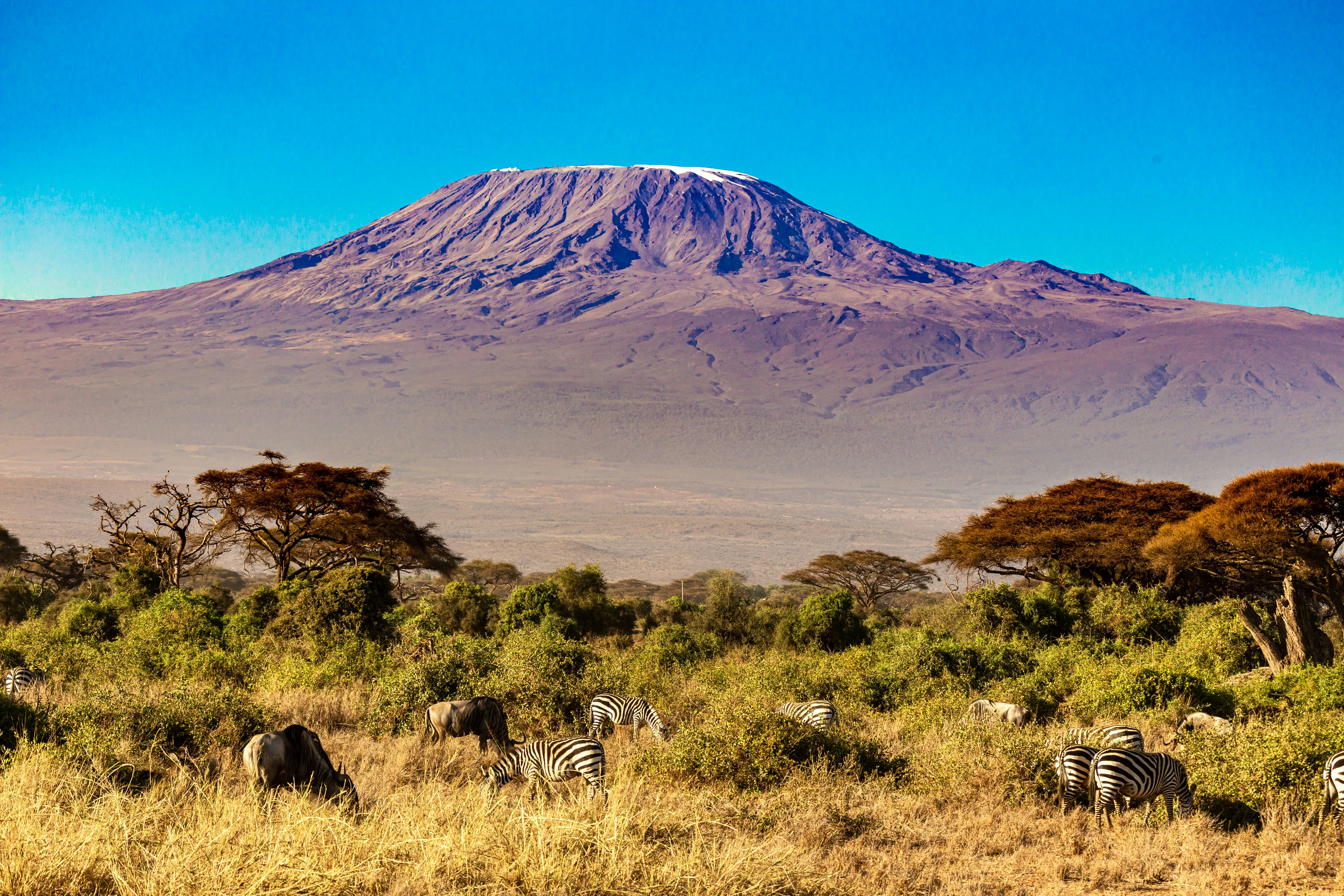 Kilimanjaro views with zebras grazing in Amboseli