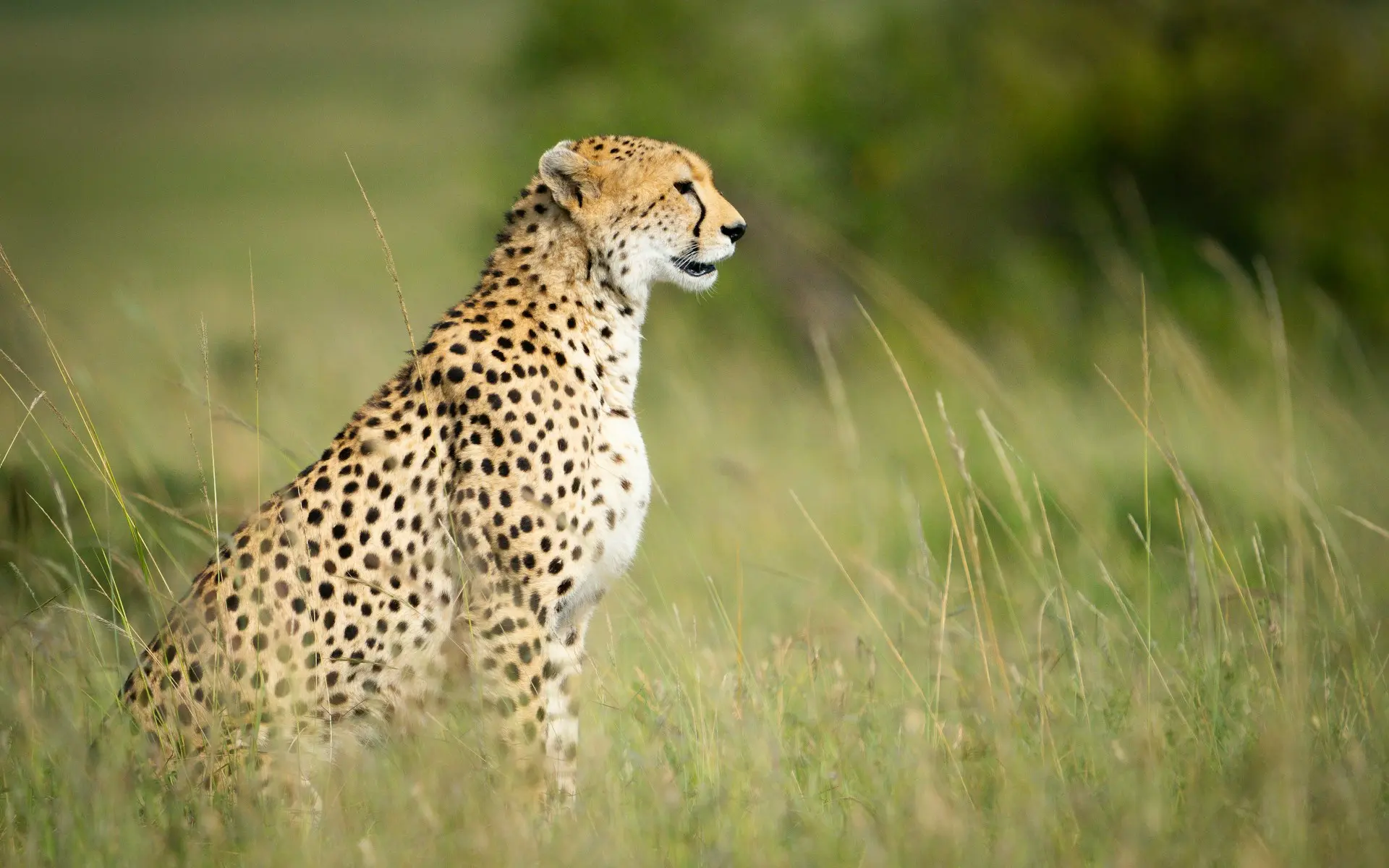 Cheetah sitting alert in the long grass