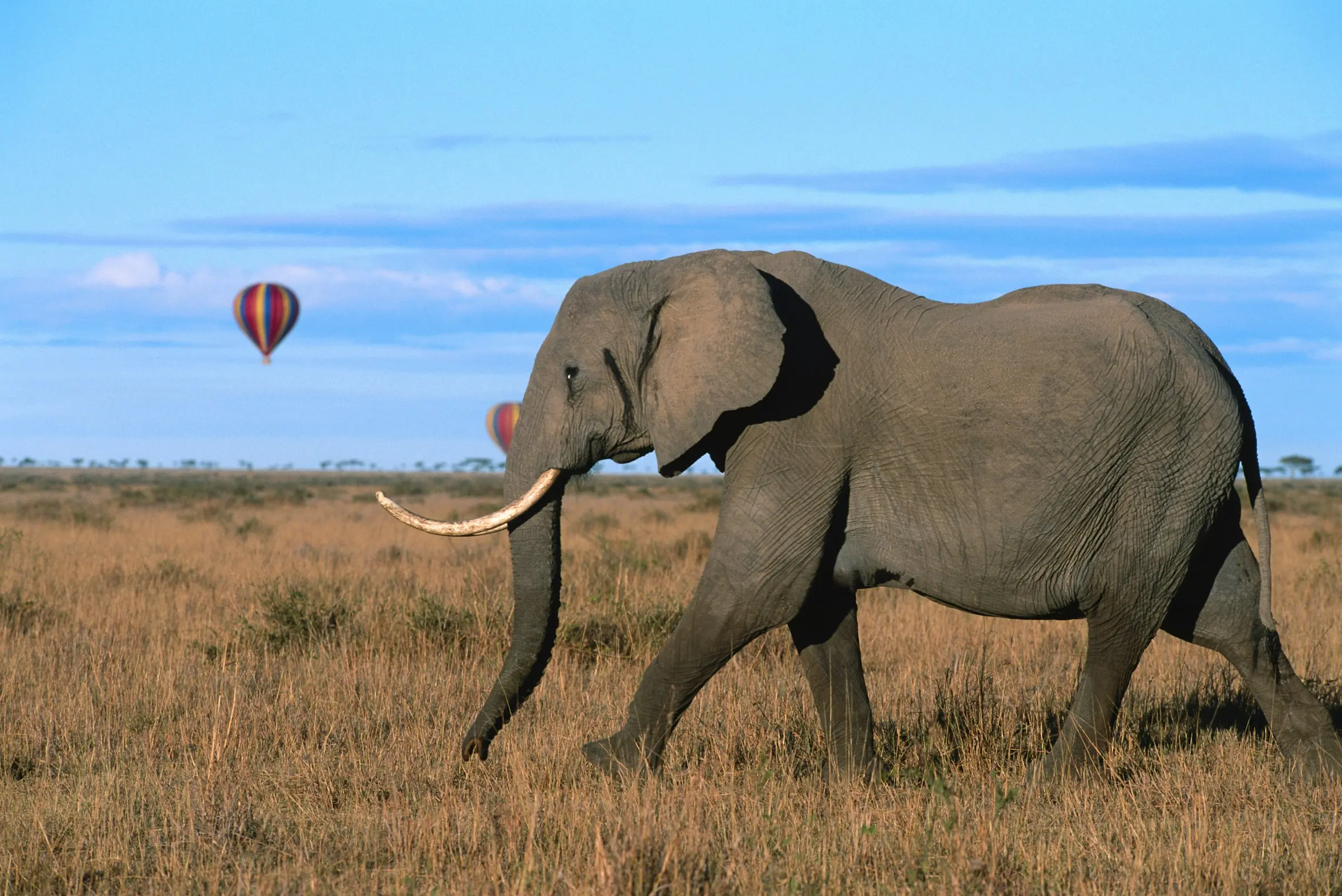 Elephant on the plains with hot-air balloons rising at dawn