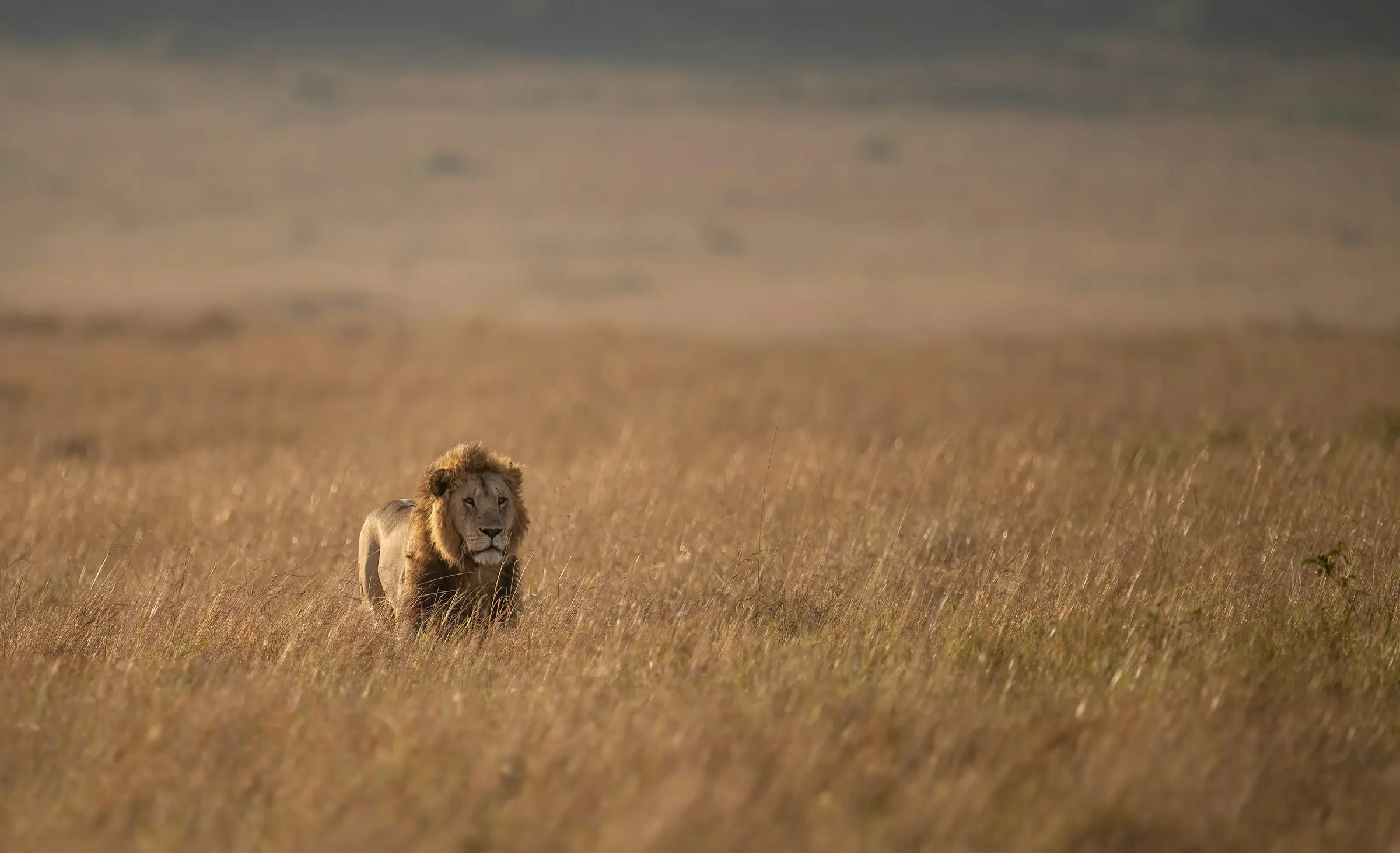 Male lion in tall Mara grass