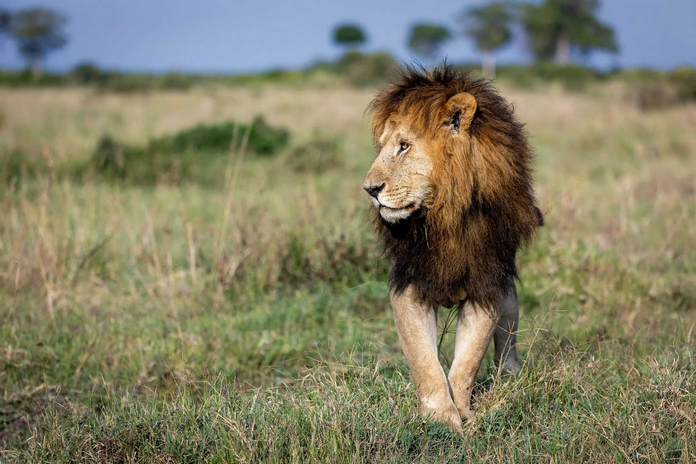 Mane-tossed male lion walking across Mara grasses