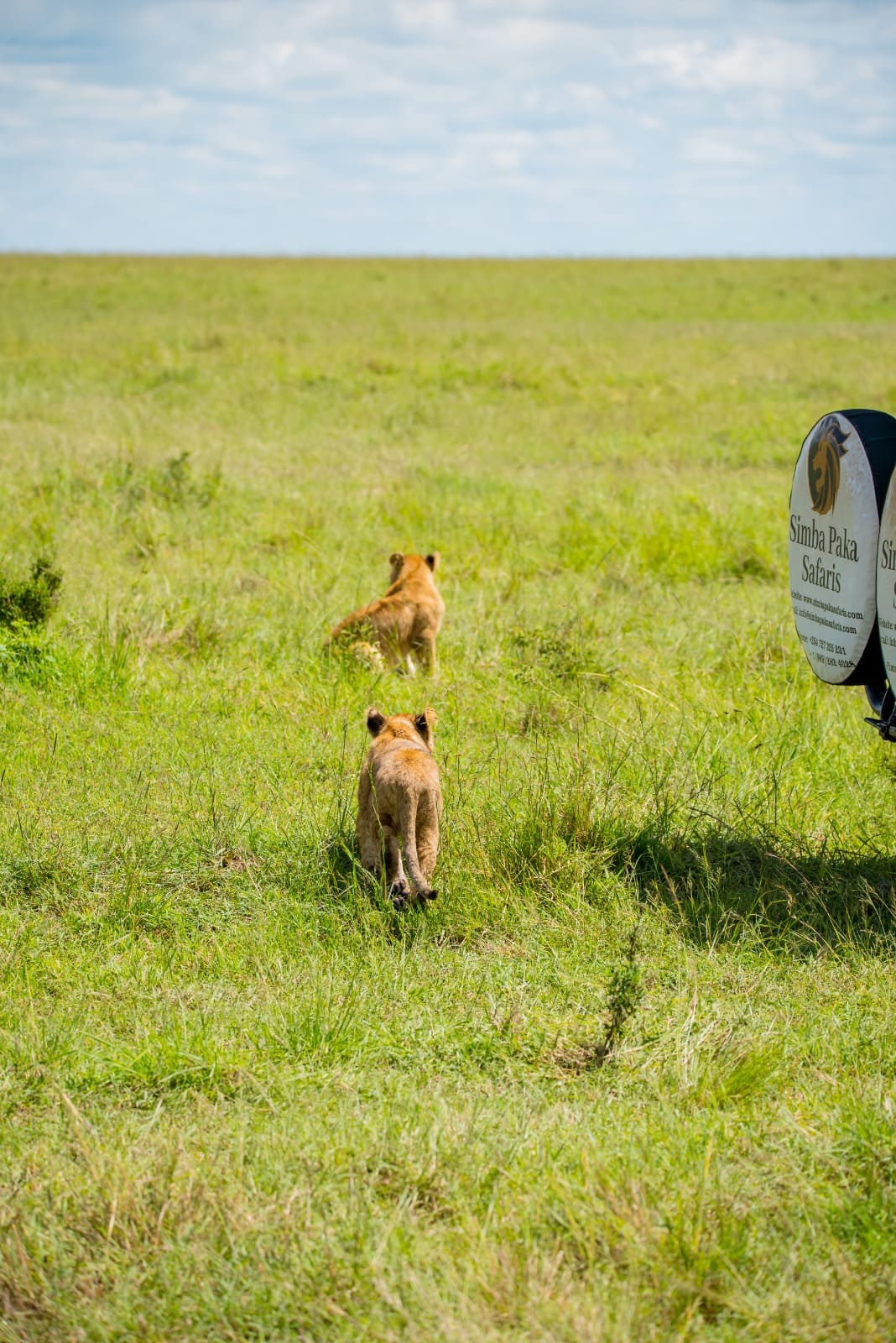 Lion cubs in Masai Mara savannah