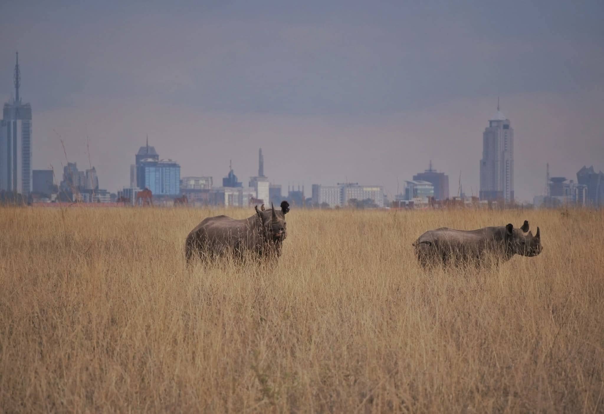 Nairobi National Park Day Tour: A Safari Next to the Skyline