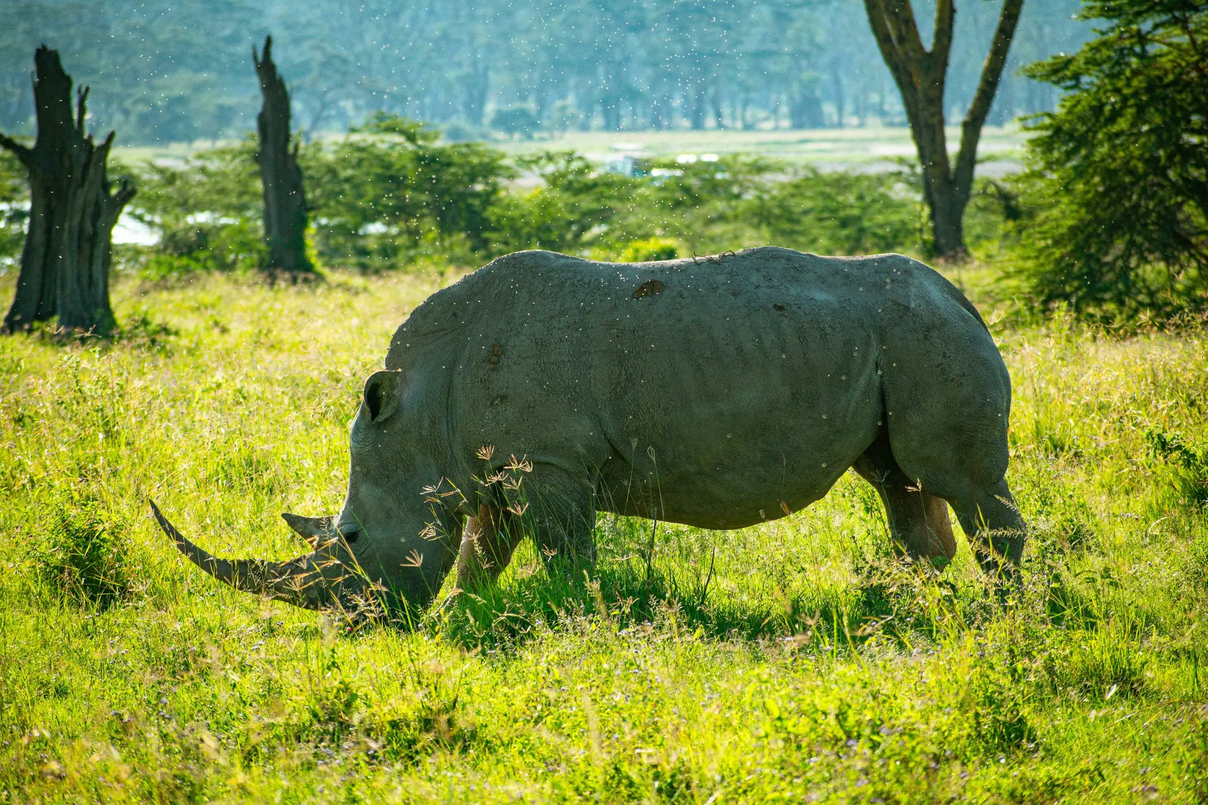 Lake Nakuru Safari on Day 4