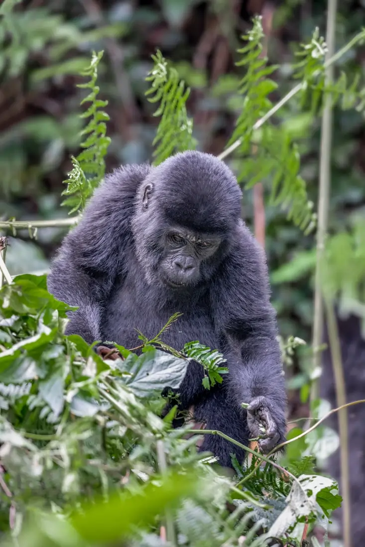 Primate-focused Uganda safari