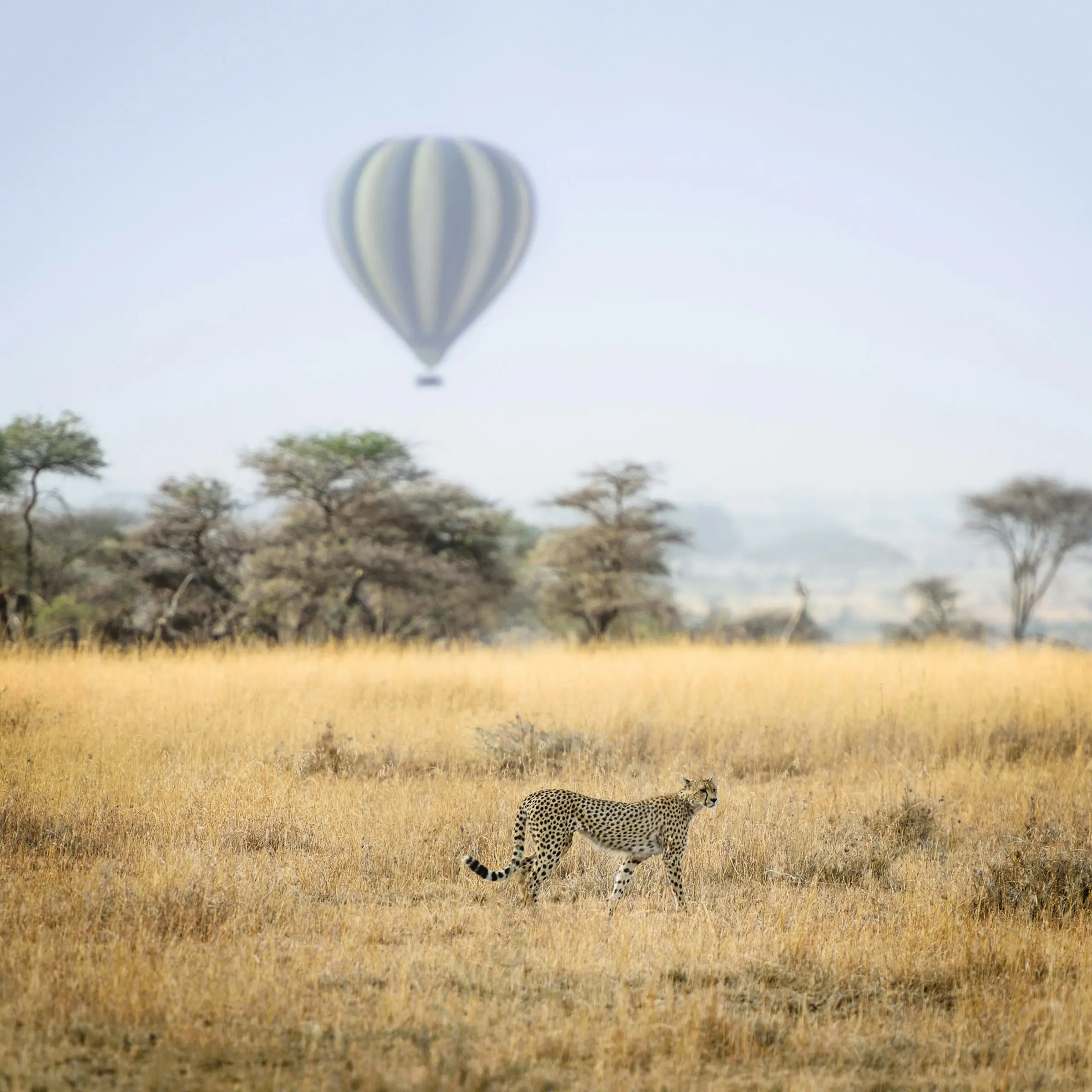 Seasonality & Wildlife for Tanzania