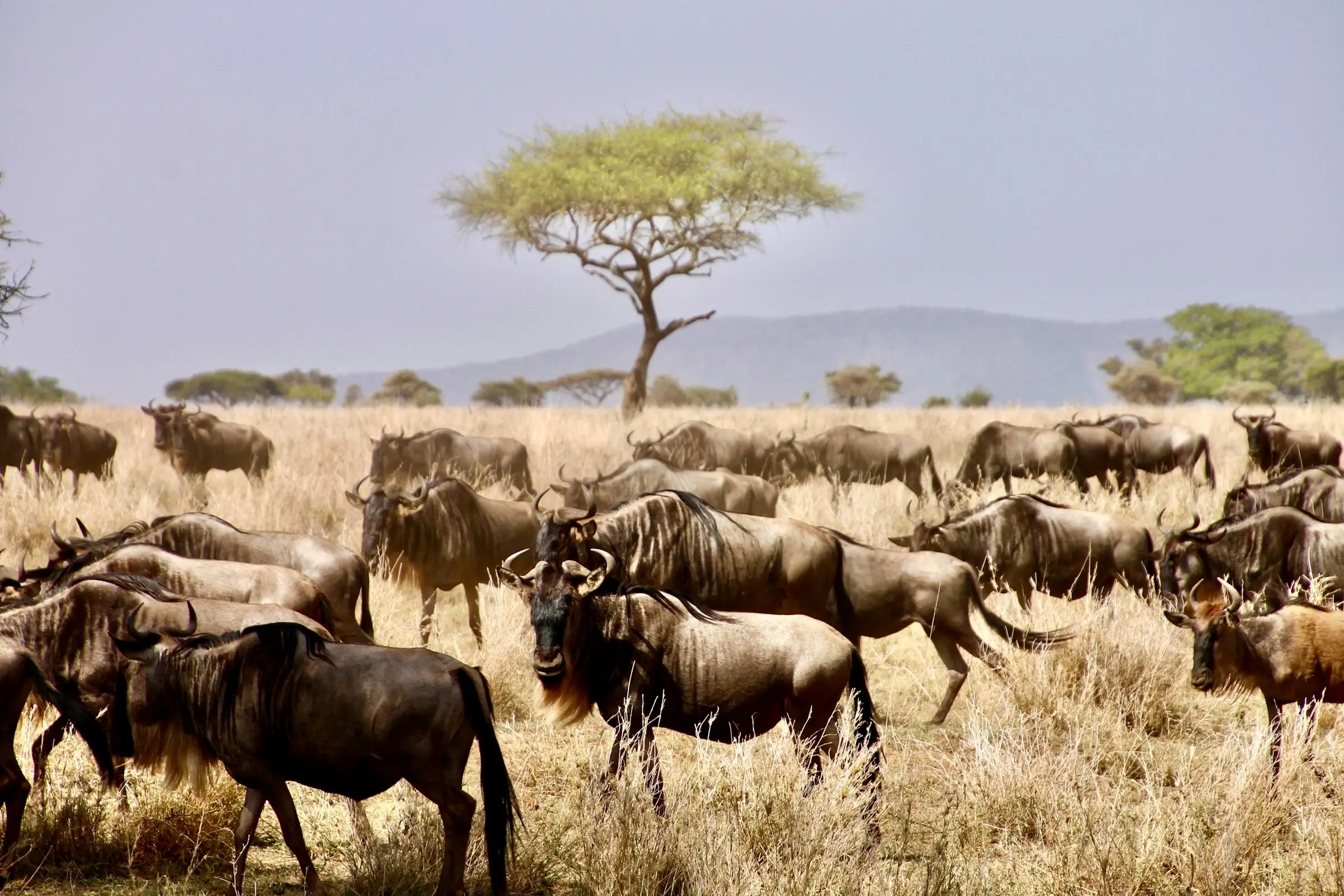 Serengeti National Park in Tanzania