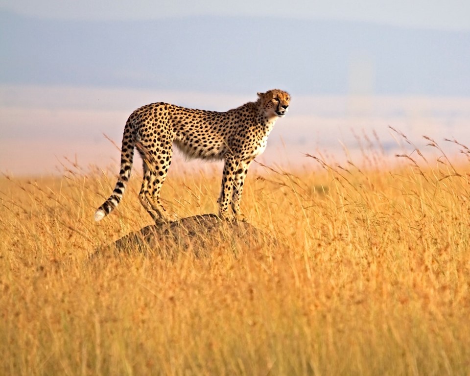 3 Days Masai Mara Top Rated Safari From Nairobi